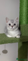 British Shorthair cats - Advert 15
