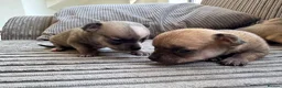 Chihuahua dogs for sale: Chihuahua Puppies - Advert 12