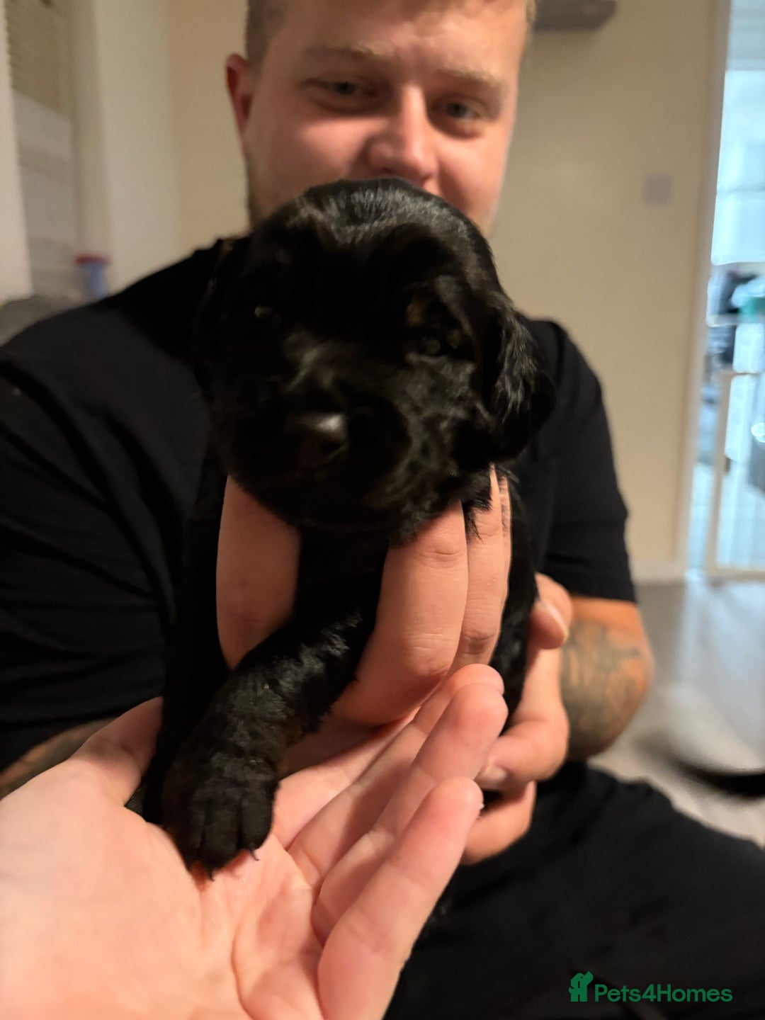 Mixed Breed dogs for sale: Beautiful miniature Labrador x cockapoo  - Image 2