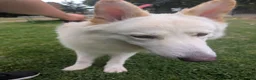 White Swiss Shepherd dogs for sale: WHITE shepherds. - Advert 7