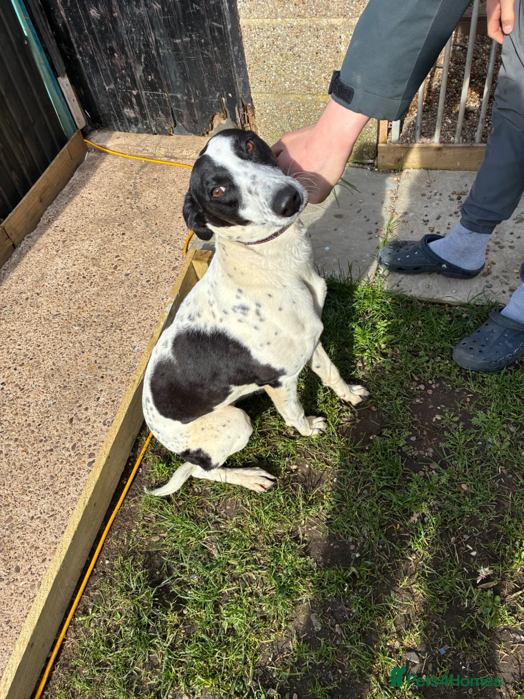 Greyhound dogs for sale: Grey hound Tilly  - Advert 2