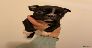 Boston Terrier dogs - Advert 4