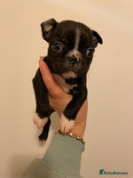 Boston Terrier dogs - Advert 4