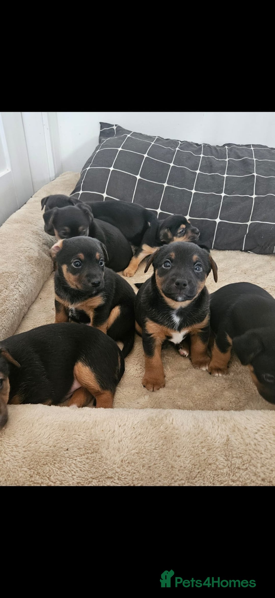 Jack Russell dogs for sale: Gorgeous Chunky Jack Russell Pups for sale - Advert 1