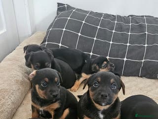 Jack Russell dogs Gorgeous Chunky Jack Russell Pups for sale - Advert 1