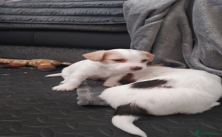 Jack Russell dogs - Advert 4