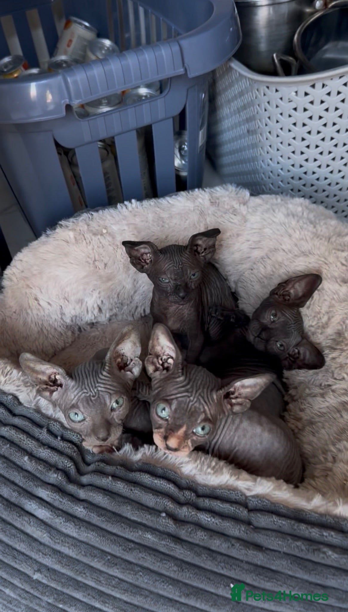 Sphynx cats for sale: 🐾 Beautiful Sphynx Kittens – Ready to Leave Now - Advert 1