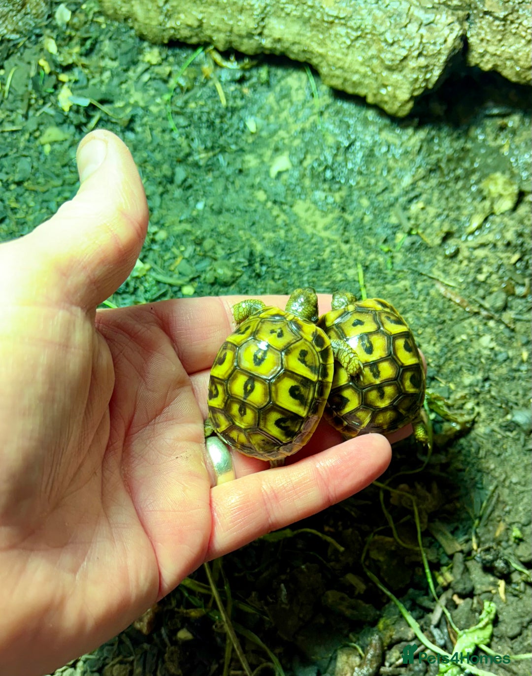 Tortoise reptiles for sale: Western Hermanns -Testudo Hermanni Hermanni - Image 6