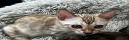 Bengal cats for sale: Bengal - Advert 5