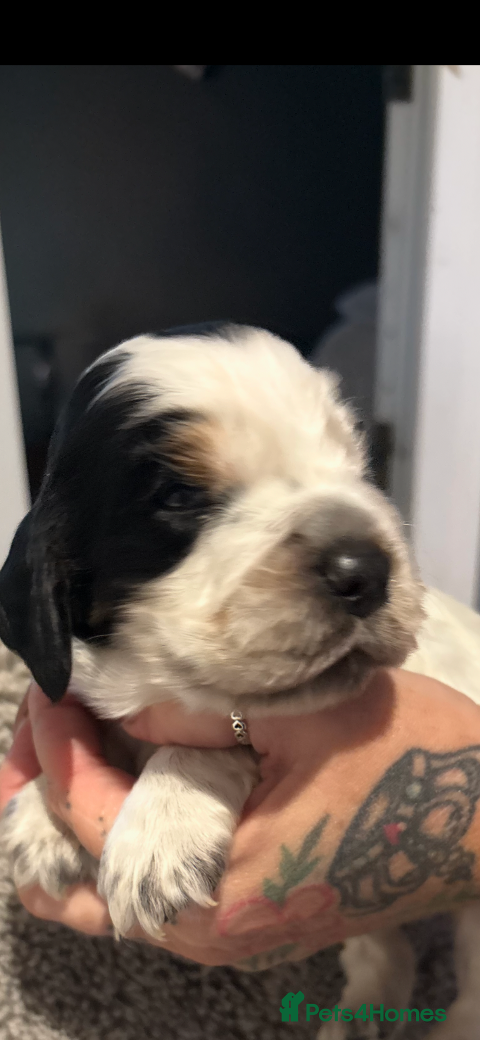 Cocker Spaniel dogs Stunning kc registered show cocker spaniels  - Advert 6