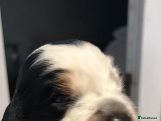 Cocker Spaniel dogs Stunning kc registered show cocker spaniels - Advert 6