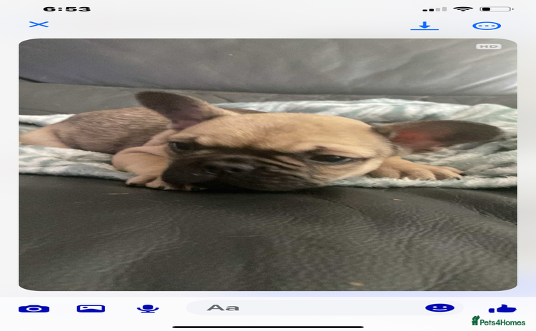 French Bulldog dogs - Advert 11