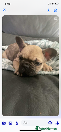 French Bulldog dogs - Advert 2