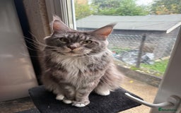 Maine Coon cats for sale: GCCF Pedigree Russian line Maine Coon - Advert 35