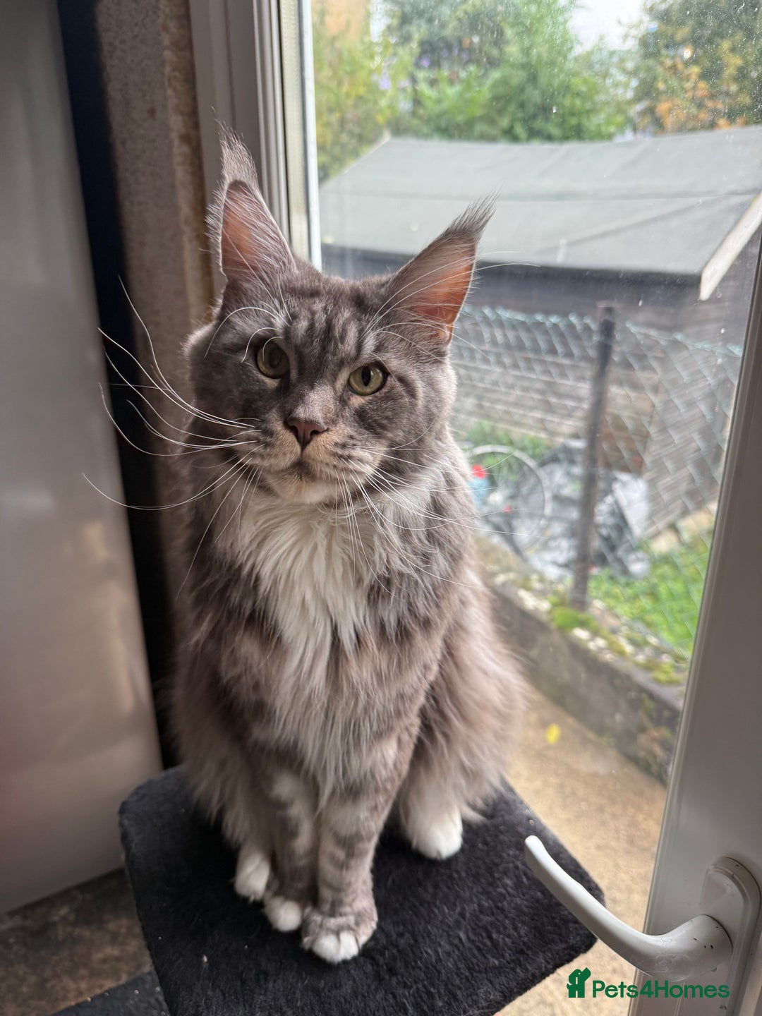 Maine Coon cats for sale: GCCF Pedigree Russian line Maine Coon - Advert 35