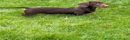 Miniature Dachshund dogs for sale: Dachshund looking for new home  - Advert 5