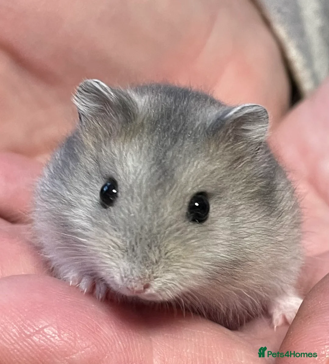 Hamster rodents for sale: Baby Winter White Russian hamsters from show stock - Advert 9