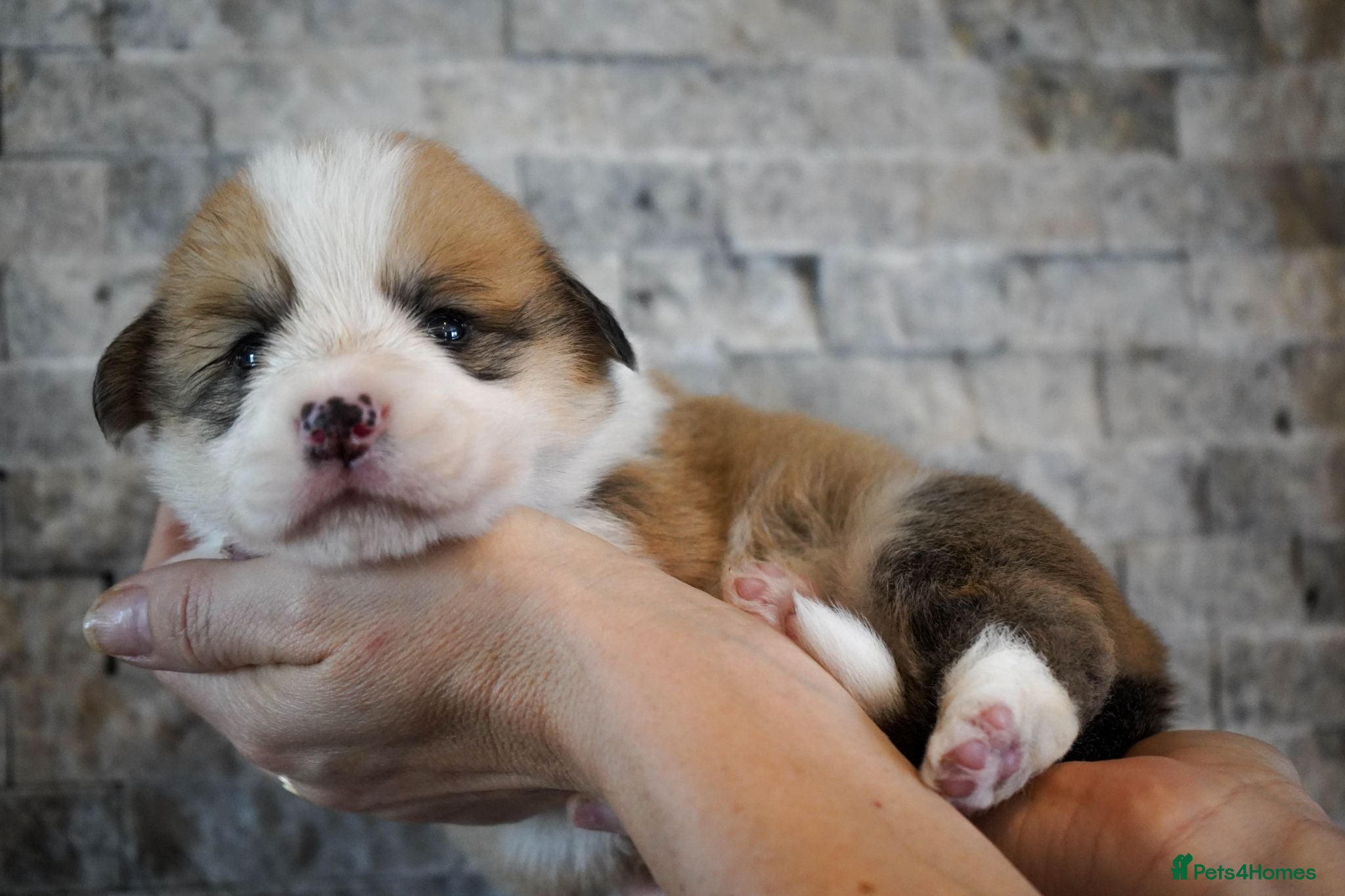 Welsh Corgi Pembroke dogs KC Registered Welsh Corgi (Pembroke) - Advert 1