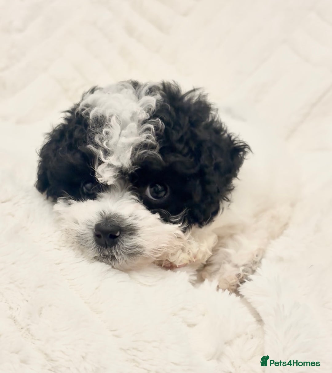 Toy Poodle dogs for sale: Asian poodle  - Advert 2
