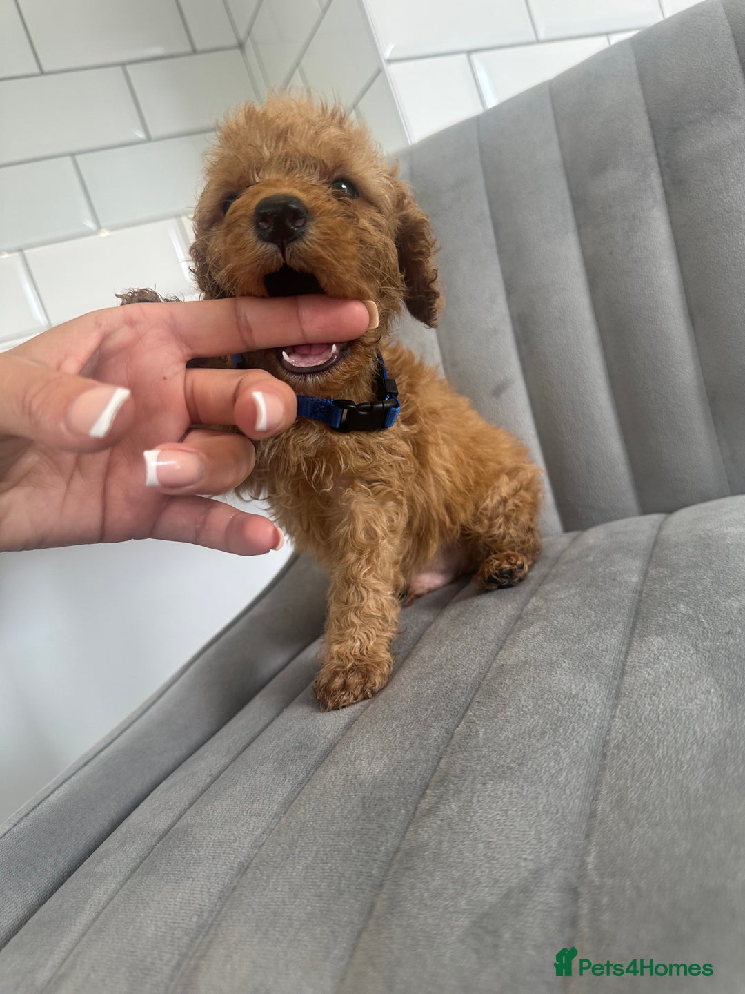Cockapoo dogs for sale: OUTSTANDING Red Cockapoo Puppies  - Image 4