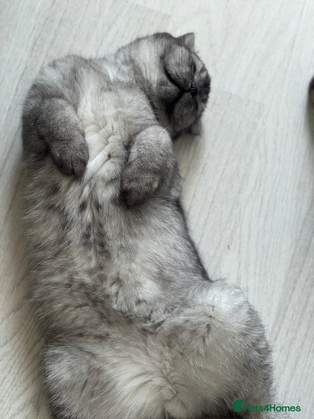 Scottish Fold cats for sale: Scottish Fold Kittens Ready for Permanent Homes ✨ - Image 7