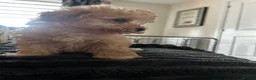 Toy Poodle dogs for sale: Beautiful KC registered Toy Poodle Puppies 💛 - Advert 10