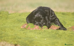 Cocker Spaniel dogs for sale: Show type Cocker Spaniel pups by Mango  - Image 4