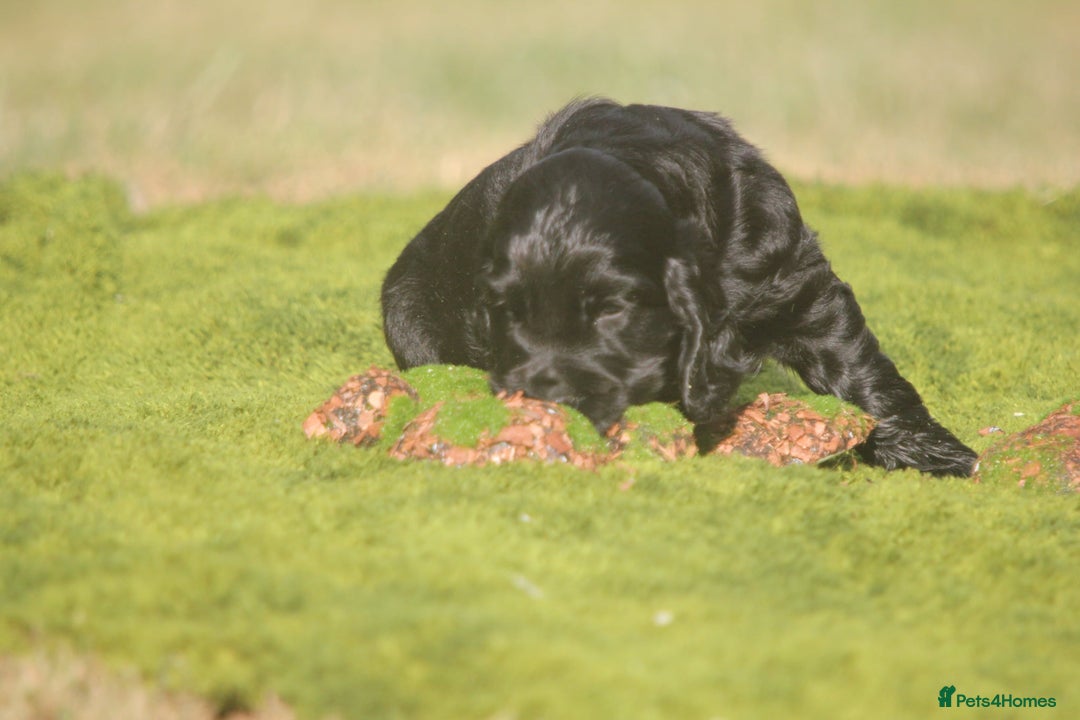 Cocker Spaniel dogs for sale: Show type Cocker Spaniel pups by Mango  - Image 4