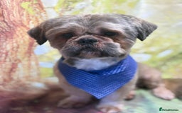 Mixed Breed dogs for sale: Beautiful puppy's 2 girls 2 boys - Image 12