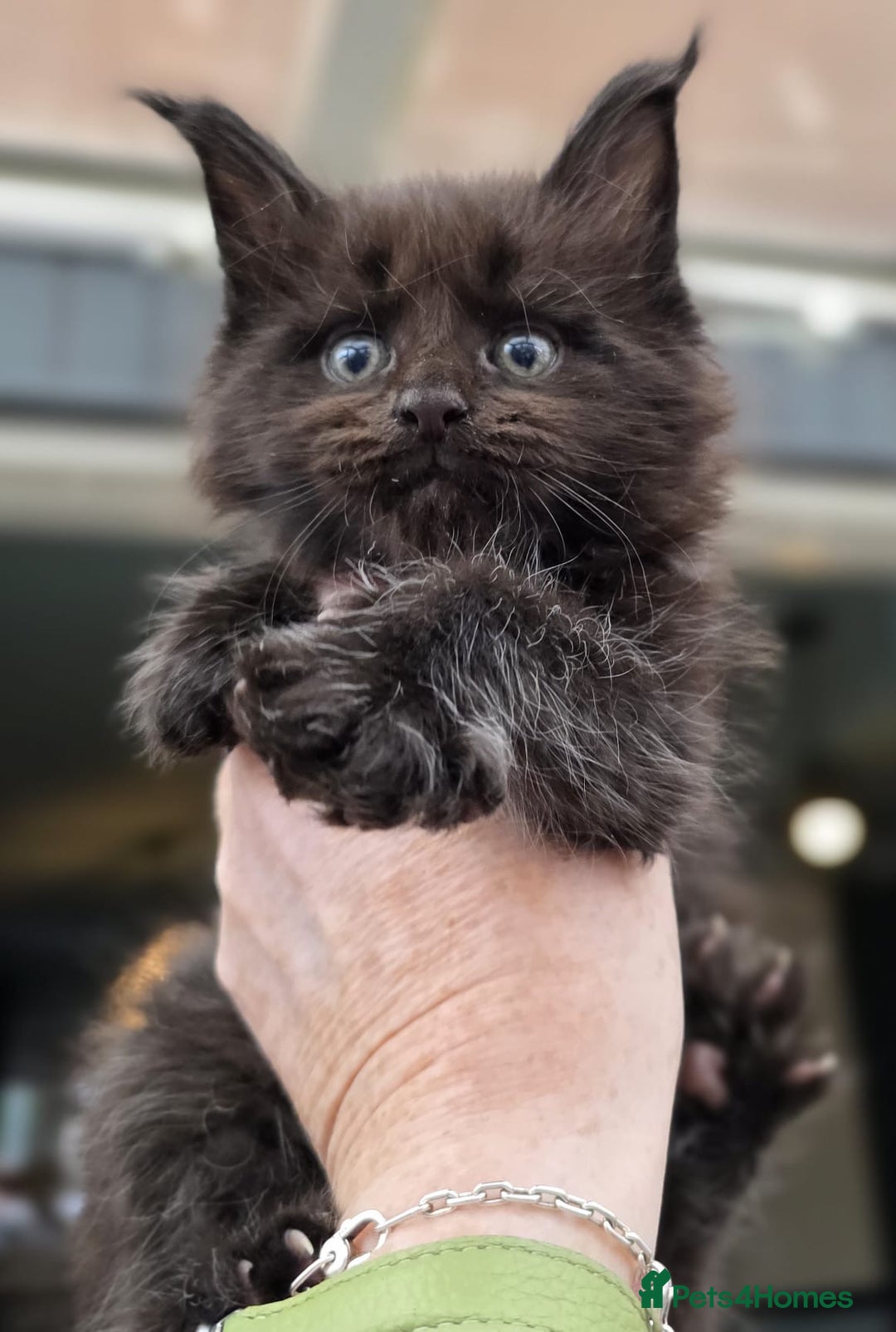 Maine Coon cats for sale: Black smoke pedigree Maine Coon in Kettering - Image 5