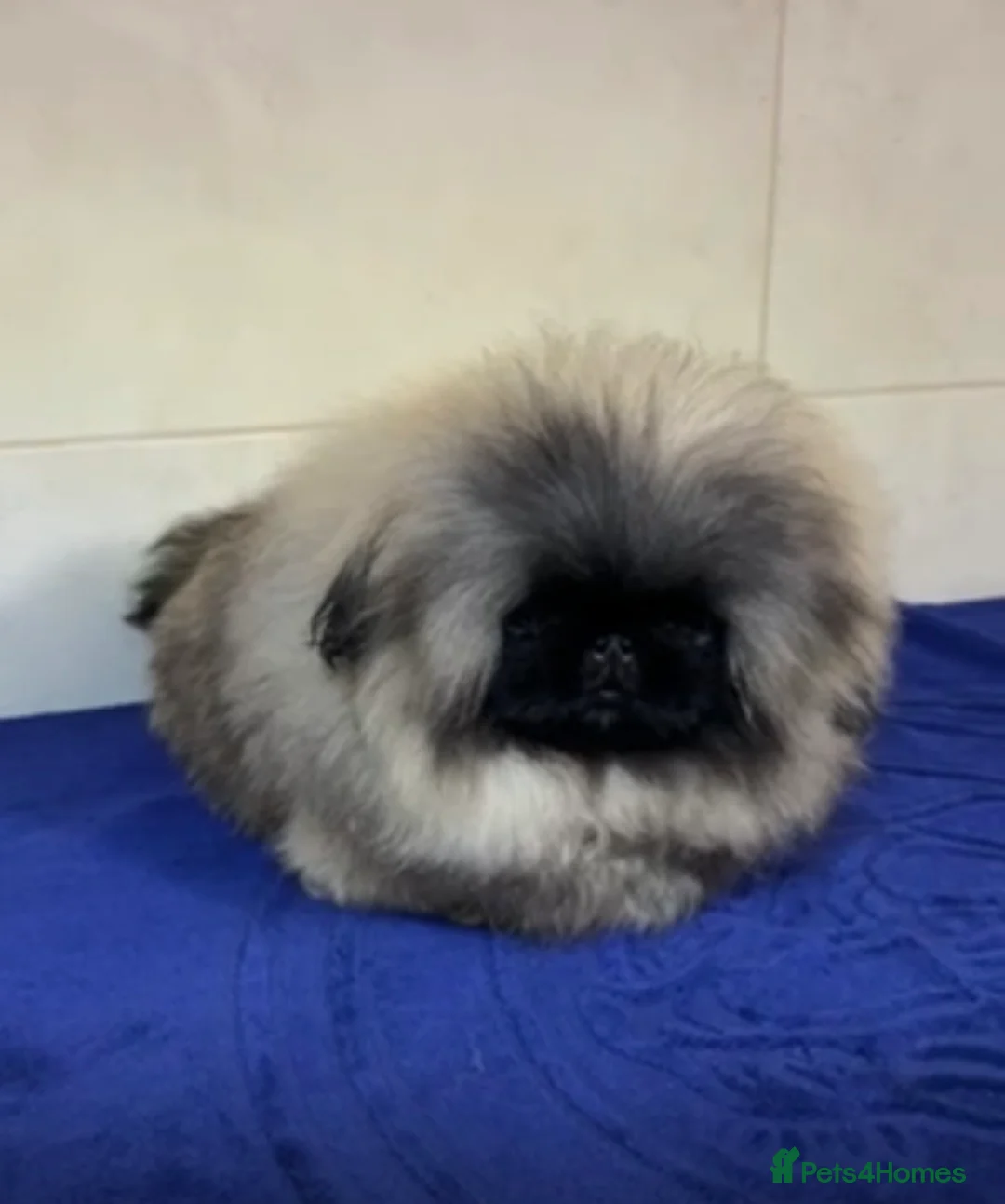 Pekingese dogs for stud: Mr fluffy  - Advert 3