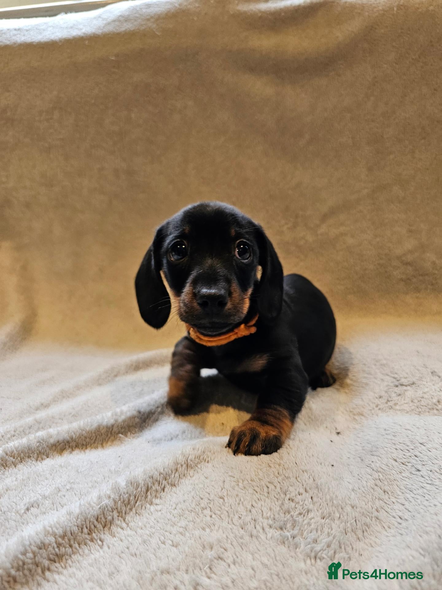 Dachshund dogs Pure Bred Dachshunds  - Advert 1