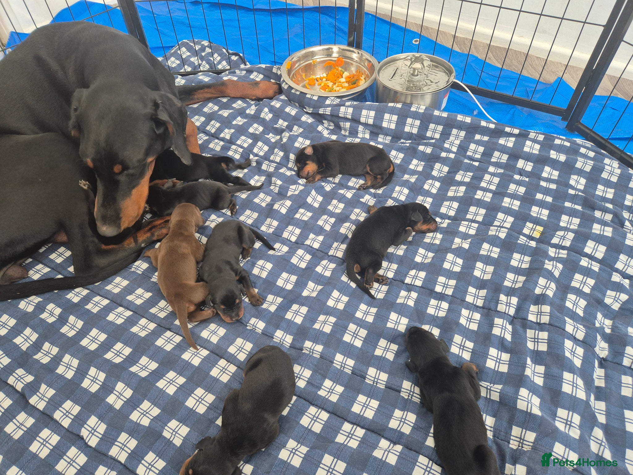 Dobermann dogs ⭐️⭐️⭐️⭐️⭐️ KC Reg European Dobermann puppies - Advert 1