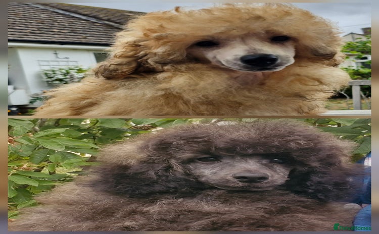 Toy Poodle dogs in Colchester - Advert 4