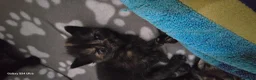 Mixed Breed cats for sale: Adorable kittens  in London - Advert 4