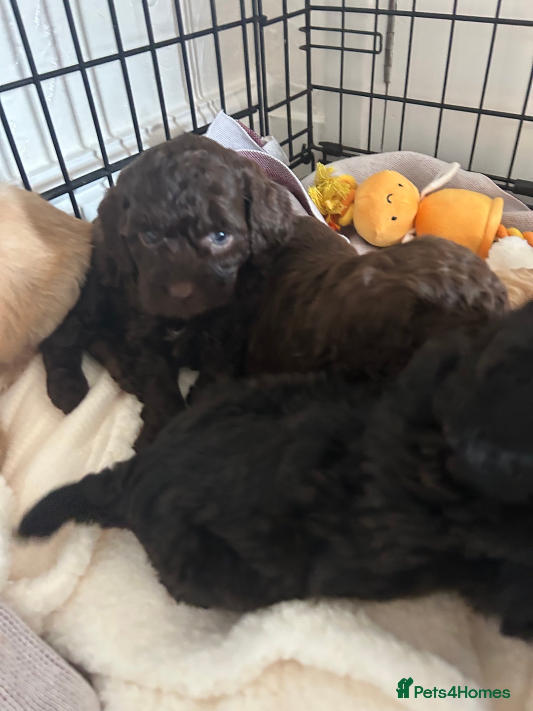 Cockapoo dogs for sale:  Cockapoo puppies  - Image 31