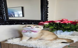 Scottish Fold cats for sale: READY NOW-TICA-SCOTTISH FOLD GIRL  - Image 8