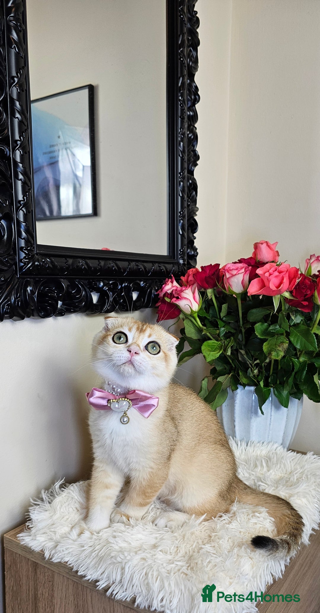 Scottish Fold cats for sale: READY NOW-TICA-SCOTTISH FOLD GIRL  - Image 8