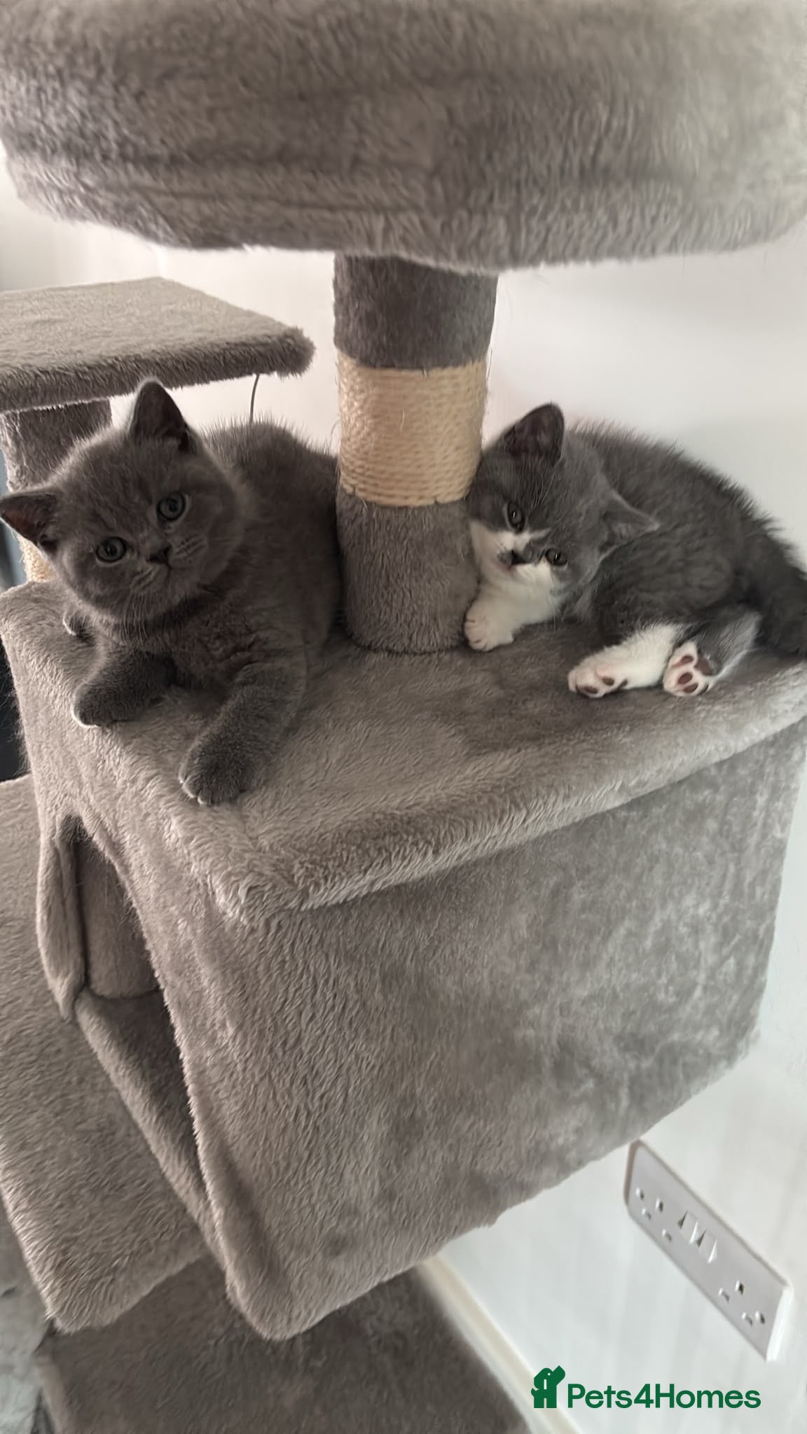 British Shorthair cats 🧸Chunky British Shorthair Kittens🧸 - Advert 2