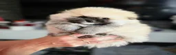 Pomeranian dogs for sale: Teddy bear Pomeranian  - Advert 4