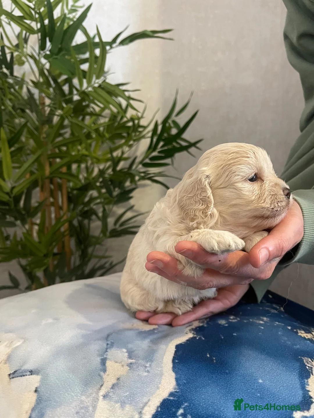 Shihpoo dogs for sale: Shih poo puppies  - Advert 2