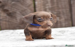 Miniature Dachshund dogs for sale: Miniature Dachshunds Chocolate and Tan Boys  - Image 7