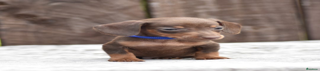 Miniature Dachshund Puppy 1