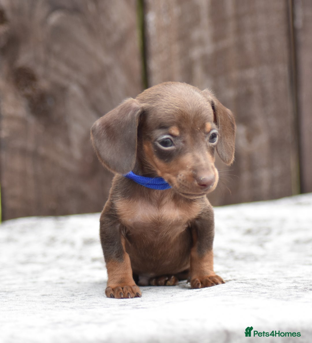 Miniature Dachshund dogs for sale: Miniature Dachshunds Chocolate and Tan Boys  - Image 7