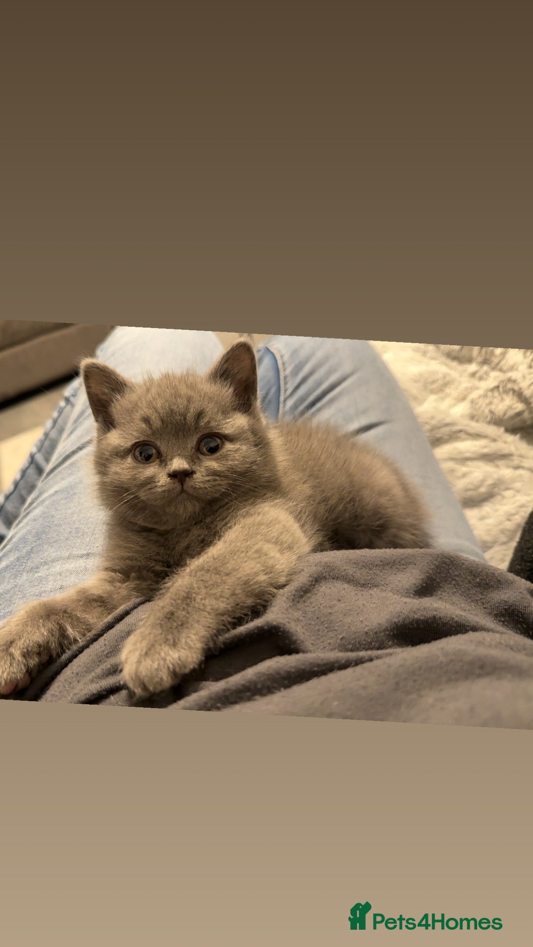 British Shorthair cats for sale: Full pedigree. Bsh kittens  - Advert 7