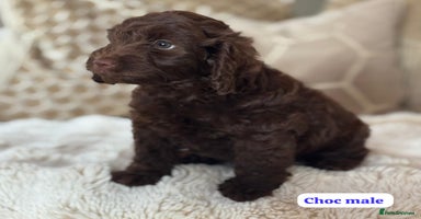 Cockapoo dogs - Advert 8