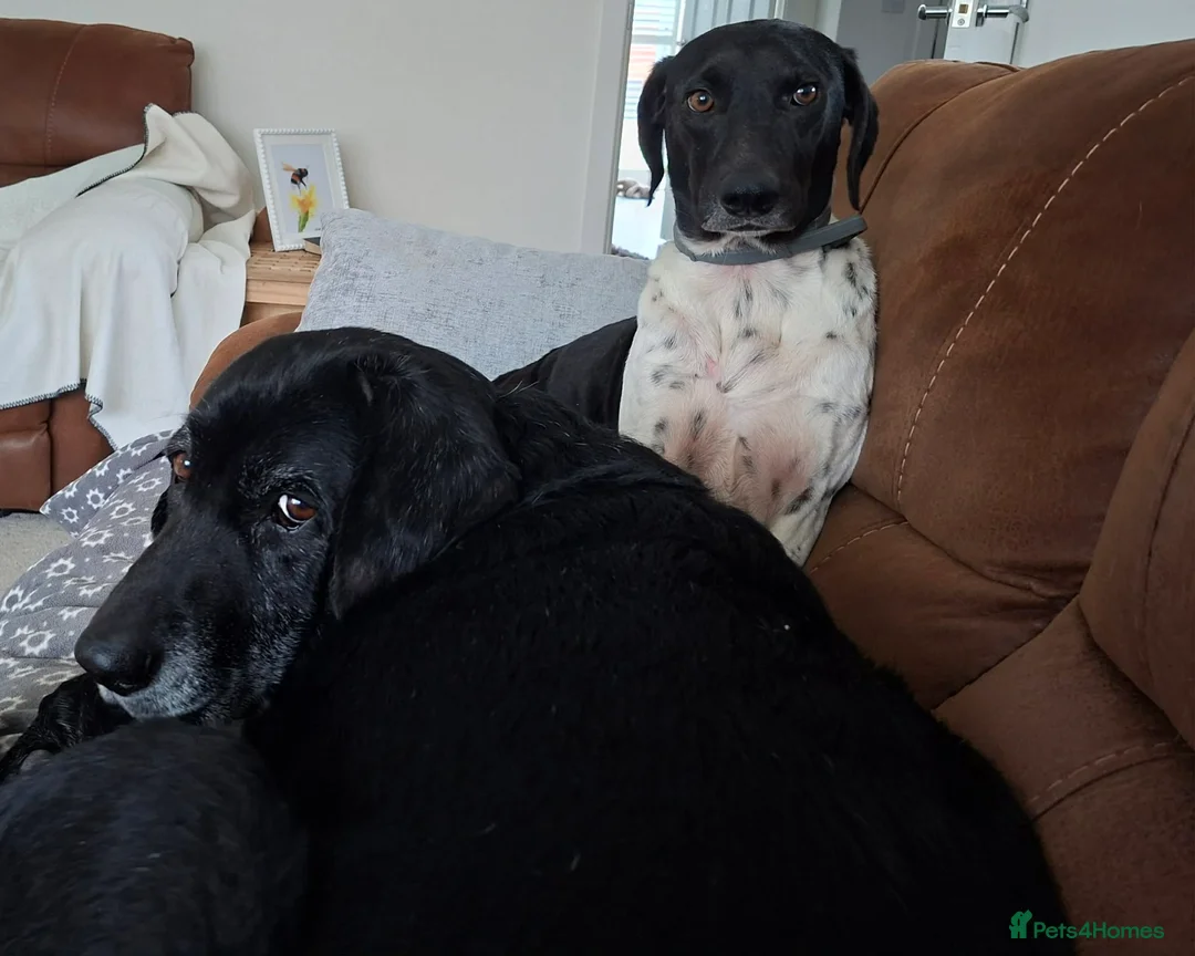 Mixed Breed dogs for adoption: Stratos ! ❤️ a Cypriot sweetheart  - Advert 7