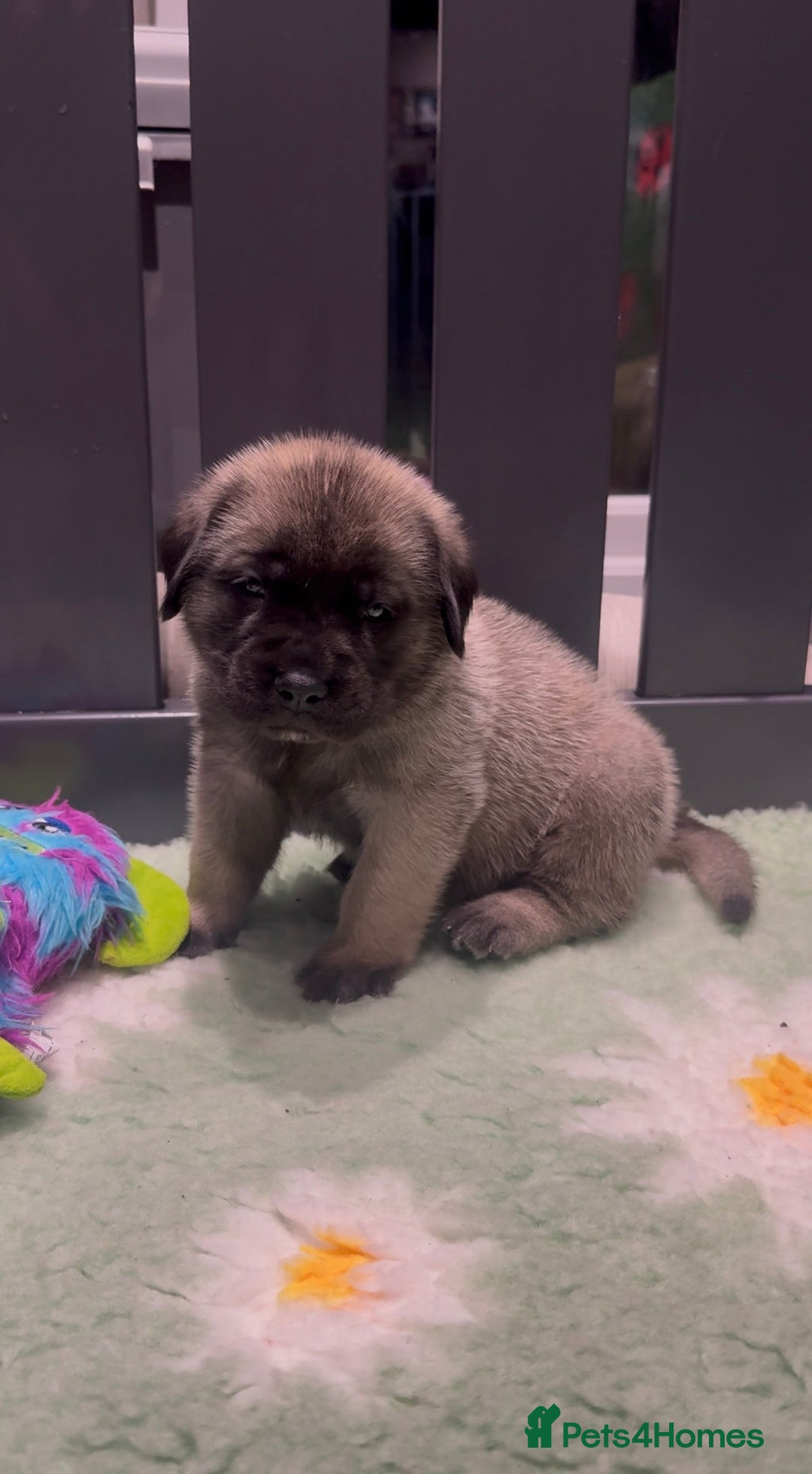 Mastiff dogs for sale: KC English mastiff Puppies  - Advert 2