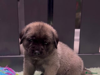 Mastiff dogs KC English mastiff Puppies - Advert 2