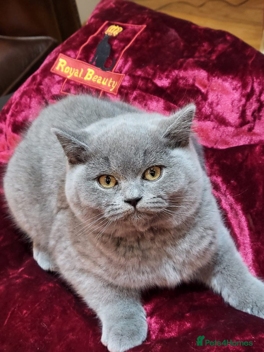 British Shorthair cats for sale: 🏅TOP Quality GCCF Reg British Shorthair Kittens🏆 - Image 11